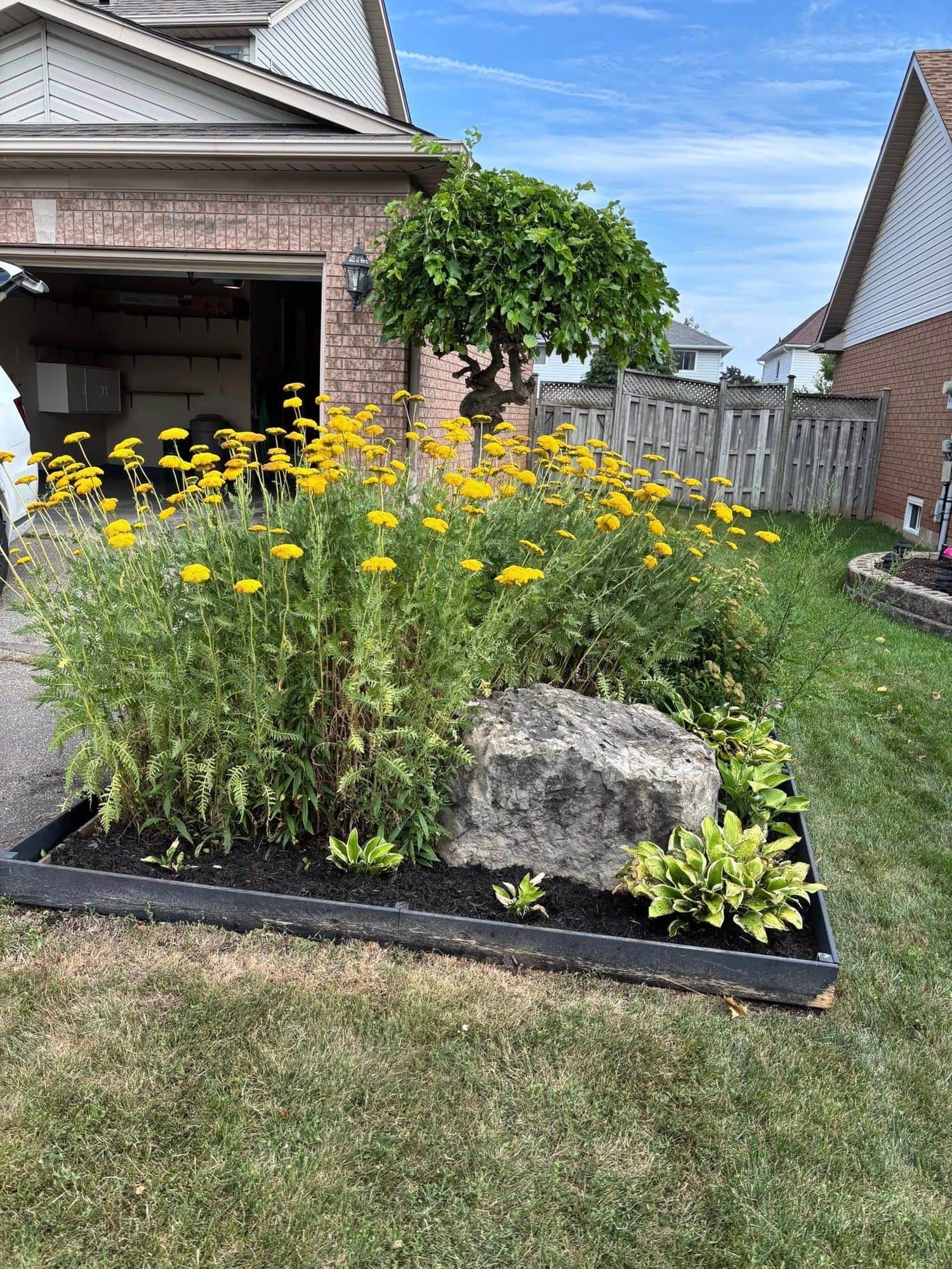 Perennial bed with yellow blooms and a boulder accent