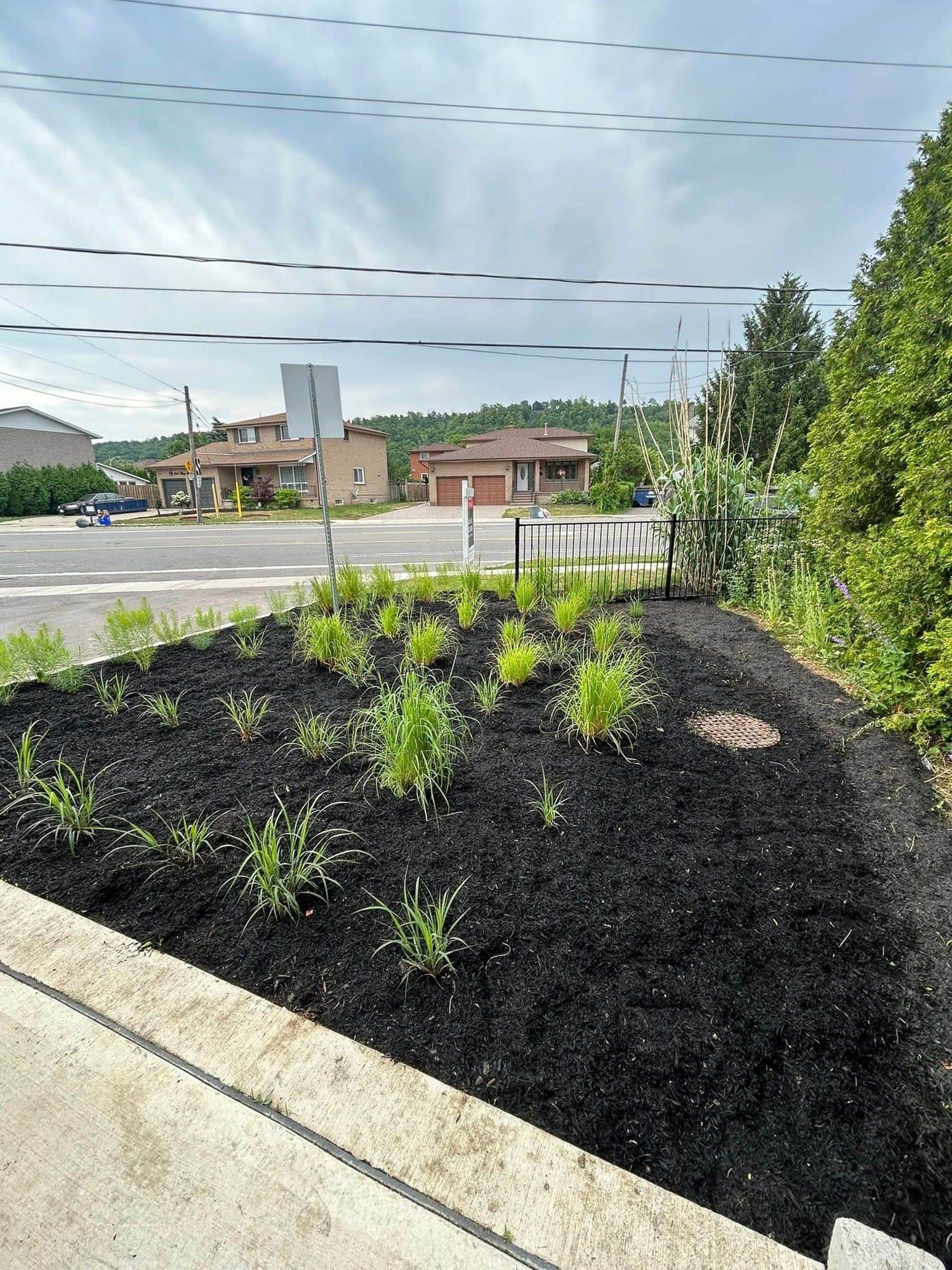 Fresh mulch garden bed with grasses near the street