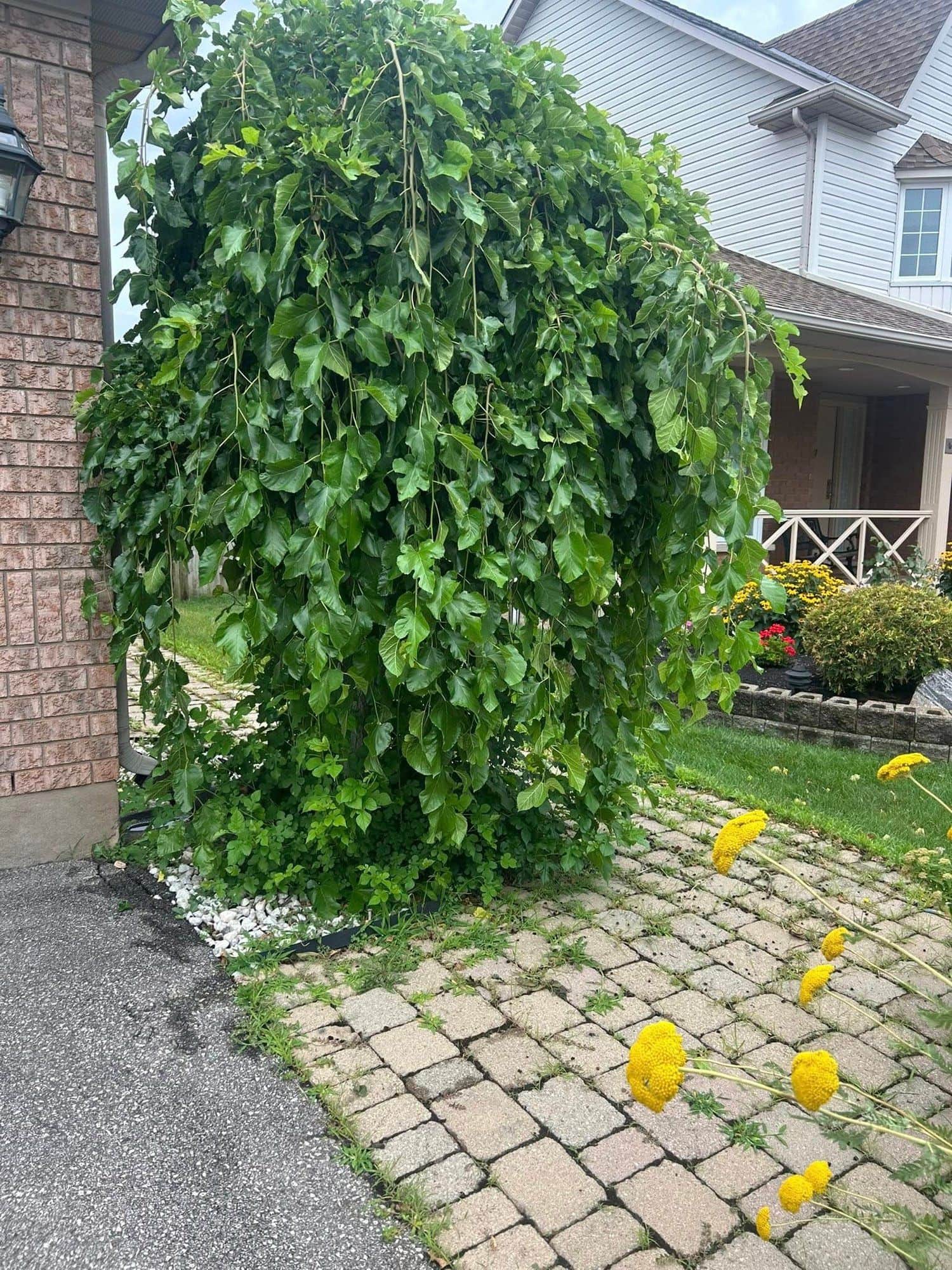 Mature weeping tree feature beside a paver walkway