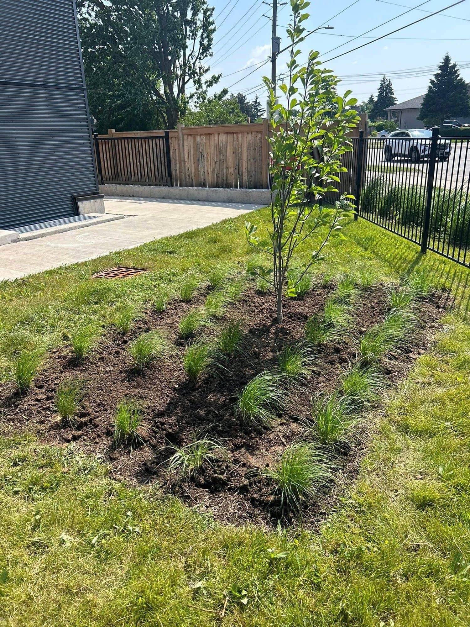 Garden bed with ornamental grasses and a newly planted tree