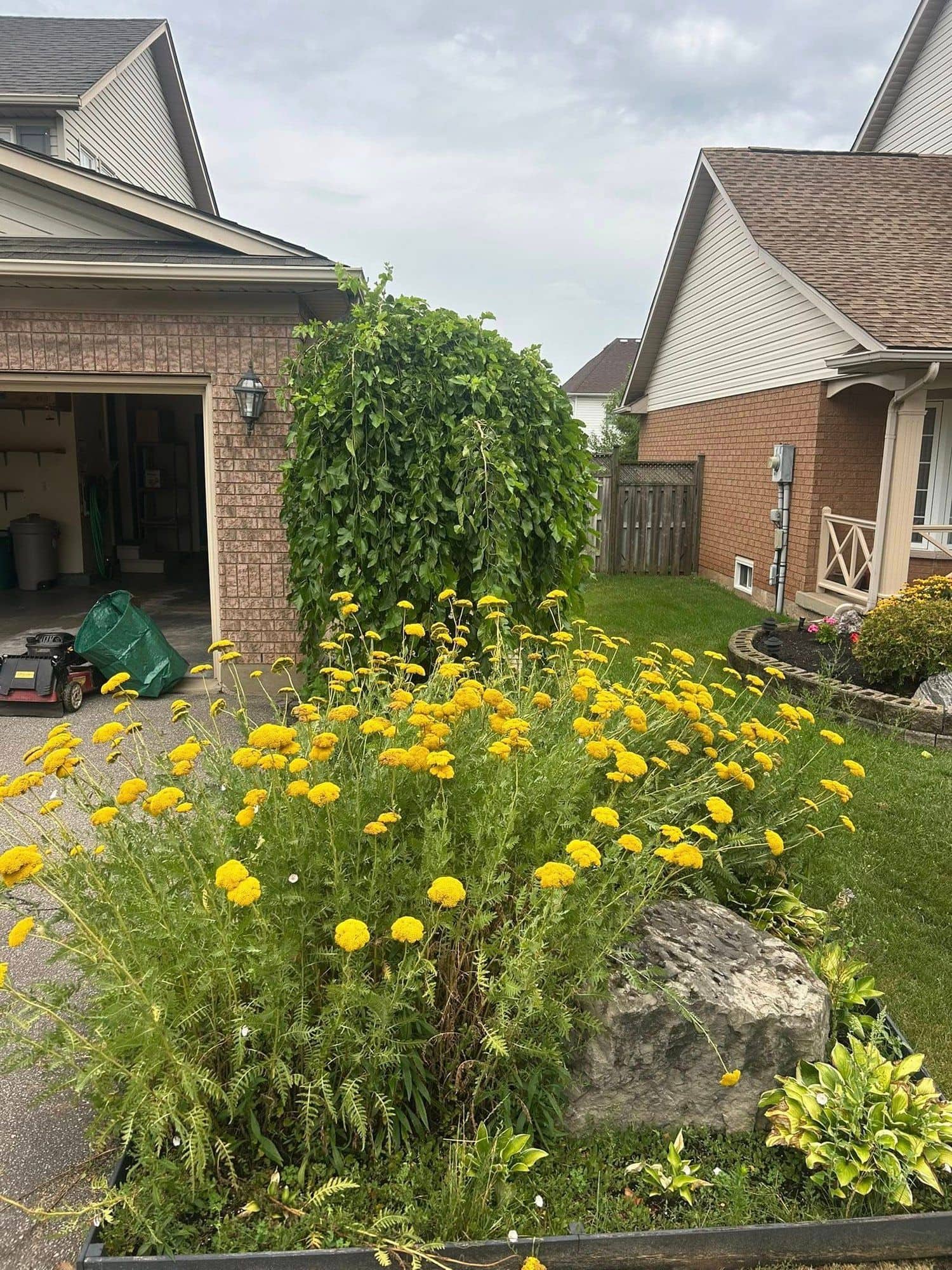 Tidy lawn and perennial garden bed beside a driveway